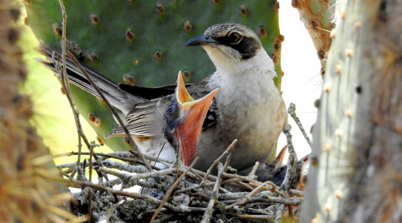 Cormorant Beach House Bed & Breakfast Puerto Villamil Bagian luar foto