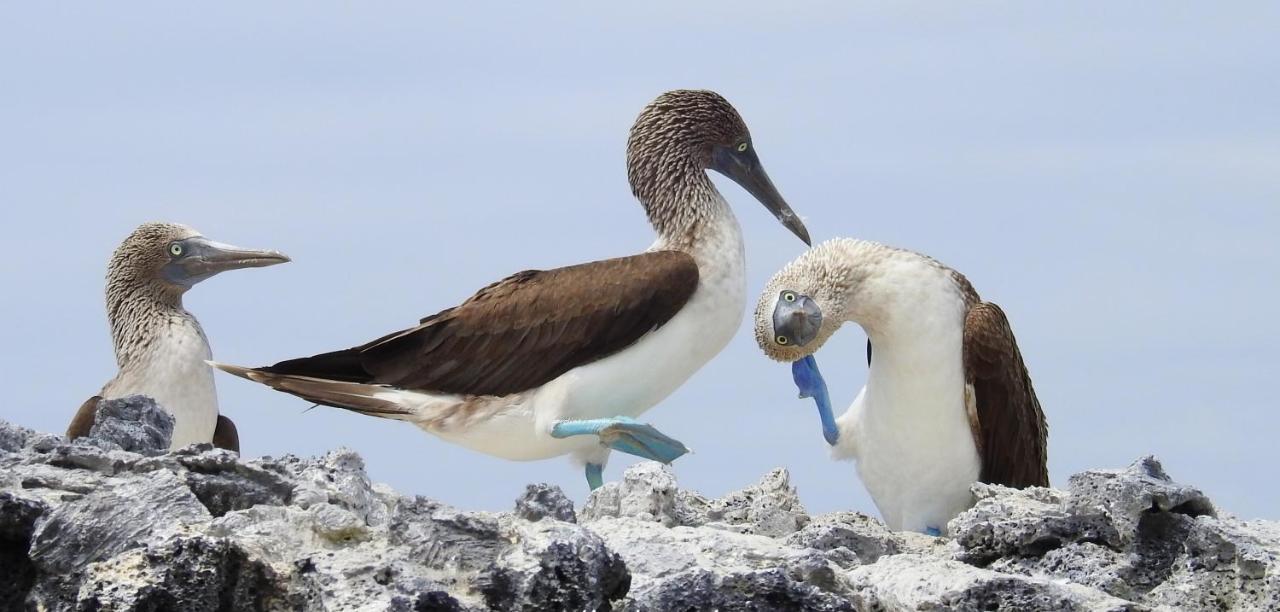 Cormorant Beach House Bed & Breakfast Puerto Villamil Bagian luar foto