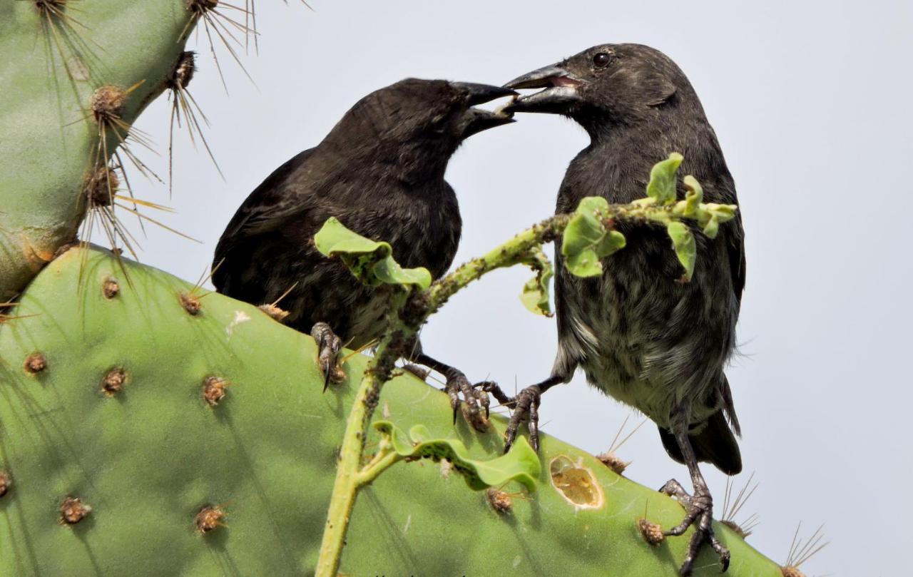 Cormorant Beach House Bed & Breakfast Puerto Villamil Bagian luar foto