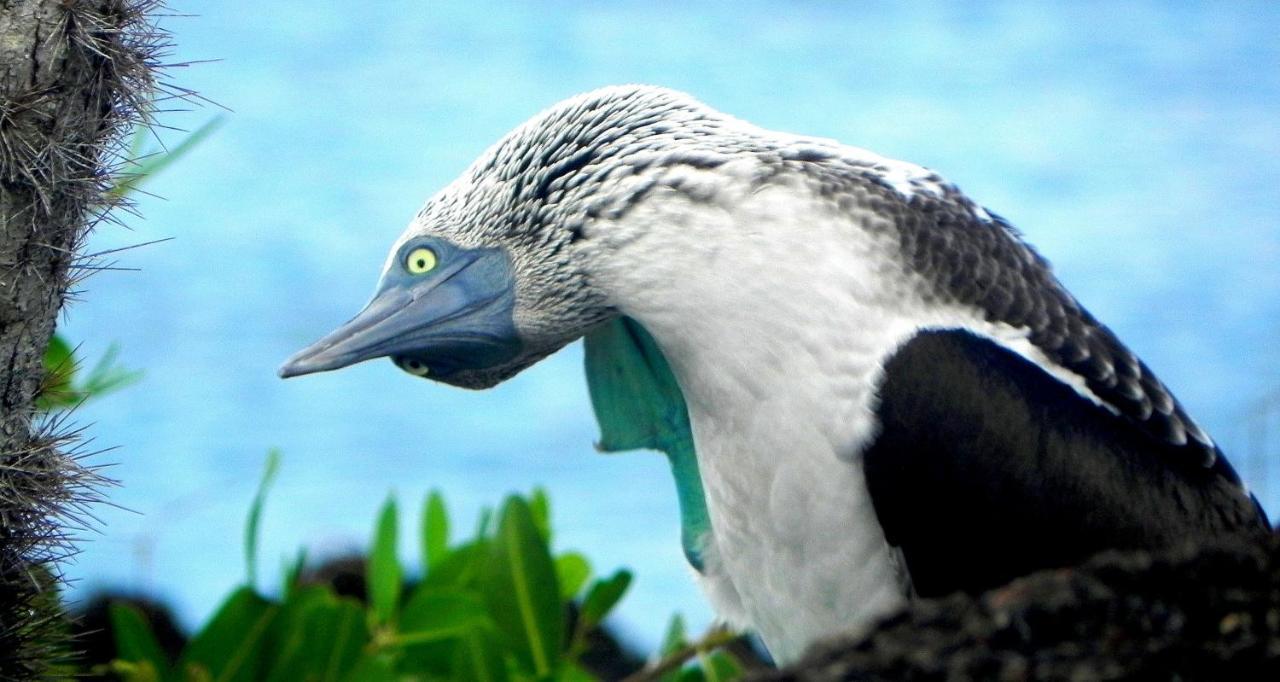 Cormorant Beach House Bed & Breakfast Puerto Villamil Bagian luar foto